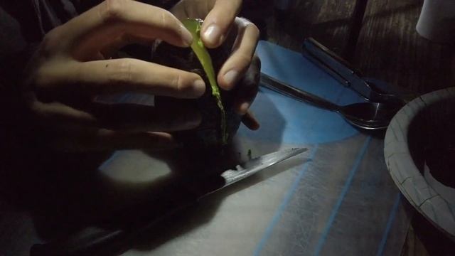 Goofballs in Sequoia National Park (Osmo Pocket Cinematic) смотреть онлайн