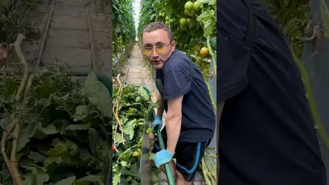 Отзыв о работе в ТК Тульский, Тульская область. смотреть онлайн
