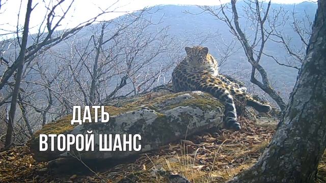 ТИЗЕР Земля леопарда. 10 лет смотреть онлайн