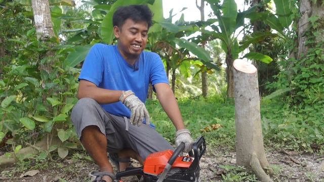 chainsaw 2 tak cuma 850 rebu.. ediann!! - tes dan review supra SPR6800 expert gasolin chainsaw 22" смотреть онлайн