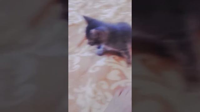 Мой котенок Микки.