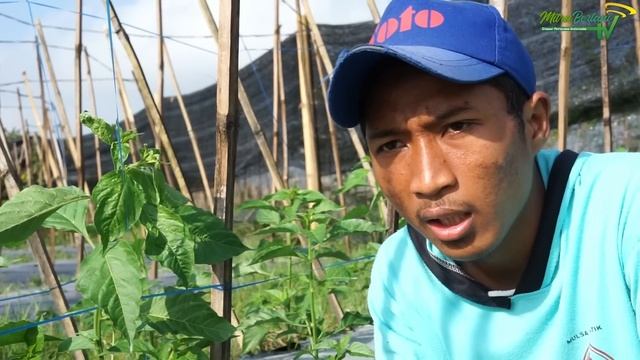MACAM - MACAM HAMA DAN PENYAKIT TANAMAN CABE | CARA MENANAM CABE смотреть онлайн