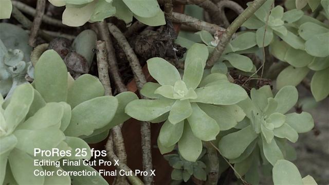 Blackmagic Camera 2.5k - ProRes footage 25 fps смотреть онлайн