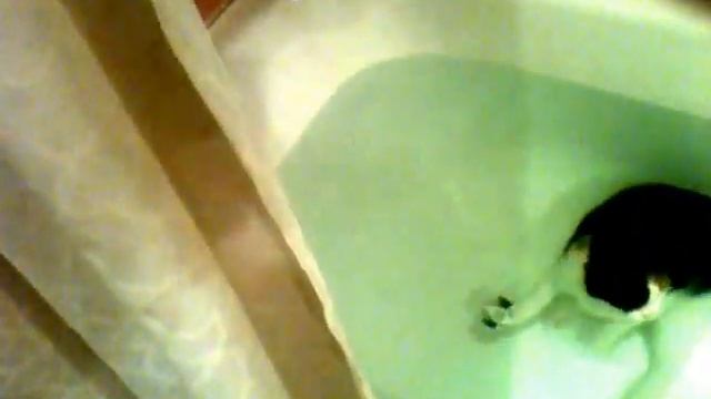 котопёс рыся смотреть онлайн