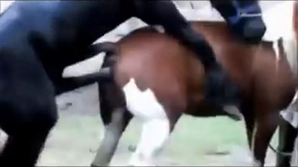 Black Stallion Popping U, Horse Mating _ Horse Breeding