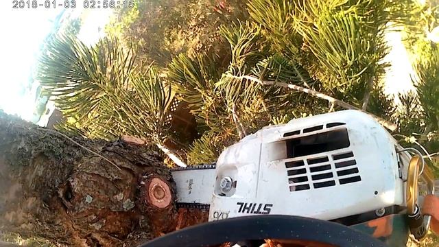 topping a norfolk pine tree смотреть онлайн