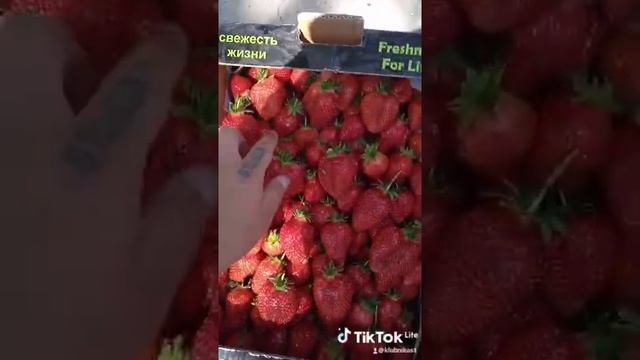 Продолжаем собирать крупную клубнику. Сорта Клери и Альба. Strawberry. #shorts смотреть онлайн