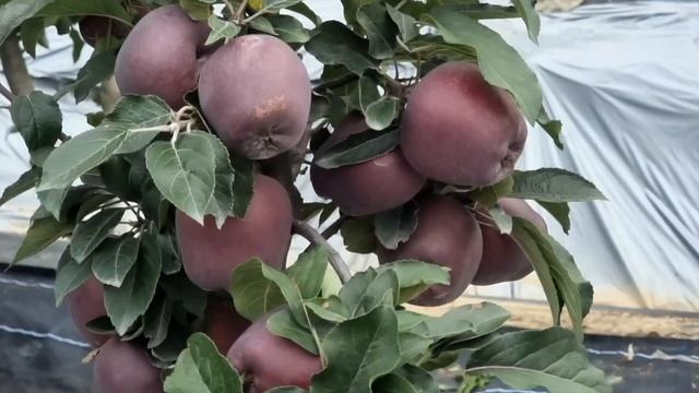 CIV RD 11 NEW Red Delicious IN HIMACHAL 2023 смотреть онлайн