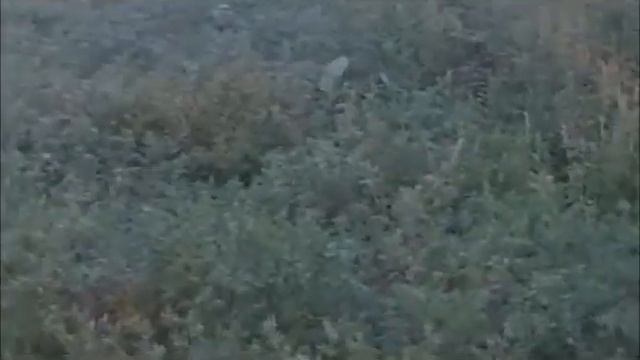 dustins dad hog 1 смотреть онлайн