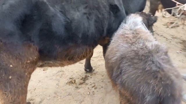 Kosonsoy Tergachi Sigir Bozor Narxlari 26-noyabr#namangan