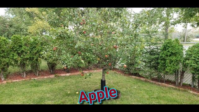 Apple tree at our yard смотреть онлайн