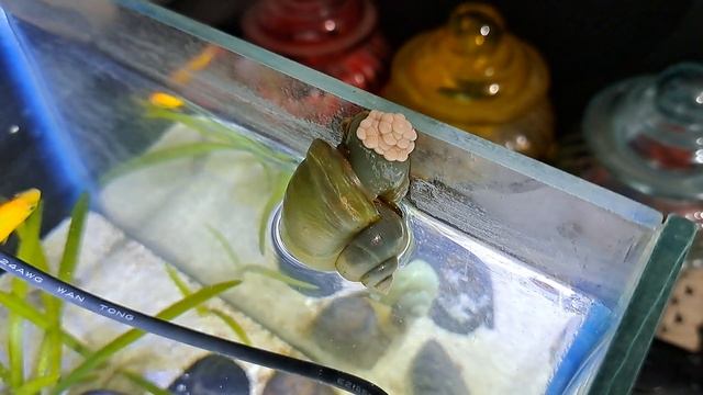 Apple snail laying eggs смотреть онлайн