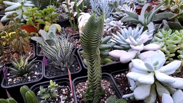 КРАССУЛА ХРАМ БУДДЫ Crassula 'Buddha's Temple' смотреть онлайн