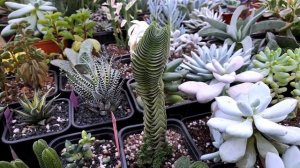 КРАССУЛА ХРАМ БУДДЫ Crassula 'Buddha's Temple'