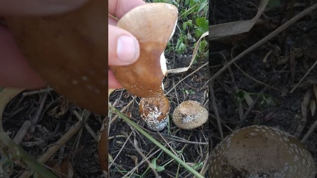 Принял пару пантерных. Собираю и продаю мухоморы. https://t.me/Muhomar смотреть онлайн