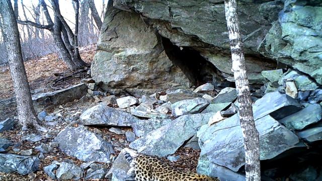 Леопард Тайфун «объявил» территорию погибшего Меамура своей / Leopard Typhoon смотреть онлайн