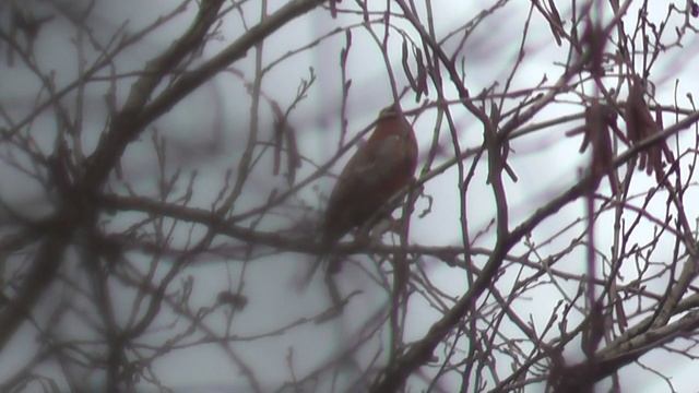 опять щуры и чудеса смотреть онлайн