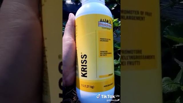 Это обязательно для большой и красивой клубники. KRISS для увеличения ягоды. смотреть онлайн