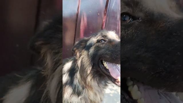 уход за собакой смотреть онлайн