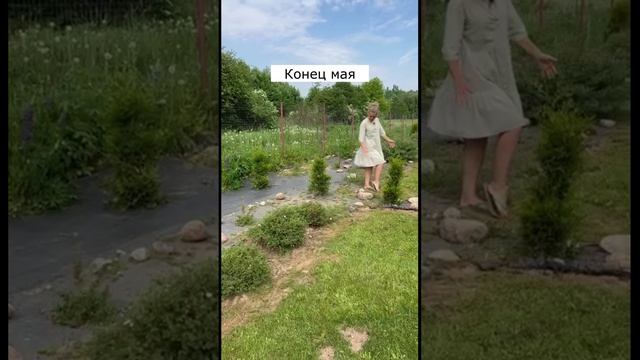 Рост кустарников за сезон