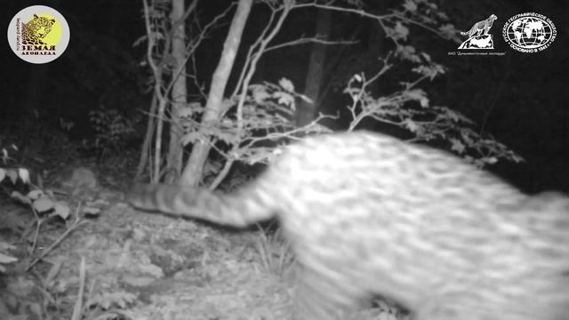 Дальневосточный леопард пометил скрытую камеру