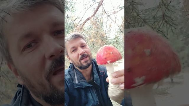 Красивый мухоморчик смотреть онлайн