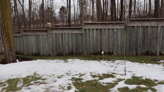 Mini Backyard Apple Orchard Progress - Growing Apples From Seed In The City смотреть онлайн