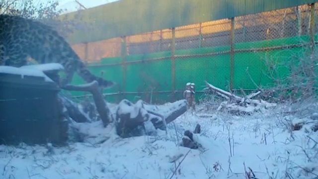 Леопард Leo 260M встретил свой первый снег смотреть онлайн