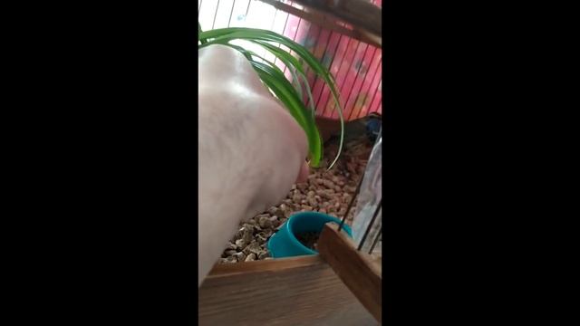 Видео друзей смотреть онлайн