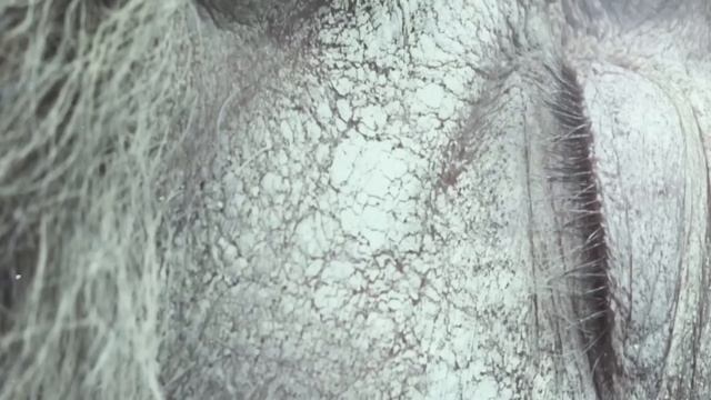 Carbon Based Lifeforms - Escape [Music Video]