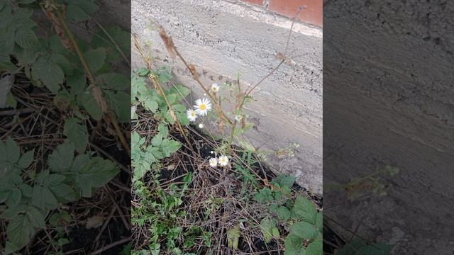 вот что из ромашек и из одуванчиков получилось я даже из них браслет сделала смотреть онлайн