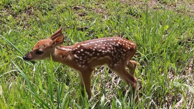 Close Encounters 'The Bleating Fawn' смотреть онлайн