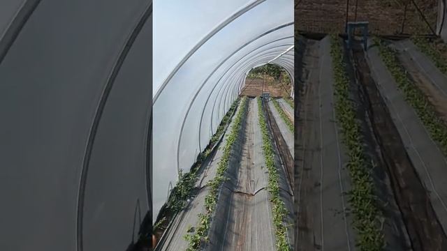 Как я снимаю видео с первого раза #farming #клубника #огород #садоводство #урожай #теплица #дача смотреть онлайн