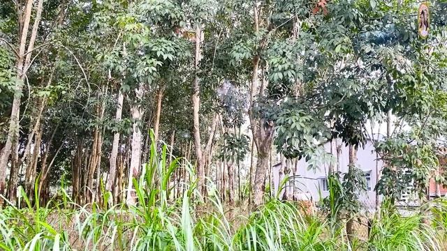 LK XIN NGƯỜI MỘT LỜI, XA NGƯỜI YÊU ✔️ DIỄM TRANG & TUẤN QUANG | CÀNG NGHE CÀNG NGHIỆN 🥰 смотреть онлайн