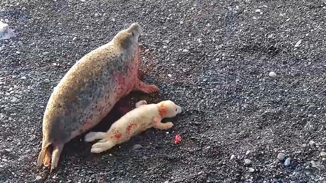 Ссора мамы-ларги с падальщиком попала на видео в Морском заповеднике смотреть онлайн