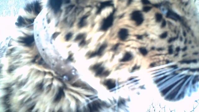 Утренний поцелуй от дальневосточного леопарда Leo 80M \ Morning kiss by leopard Leo 80M смотреть онлайн
