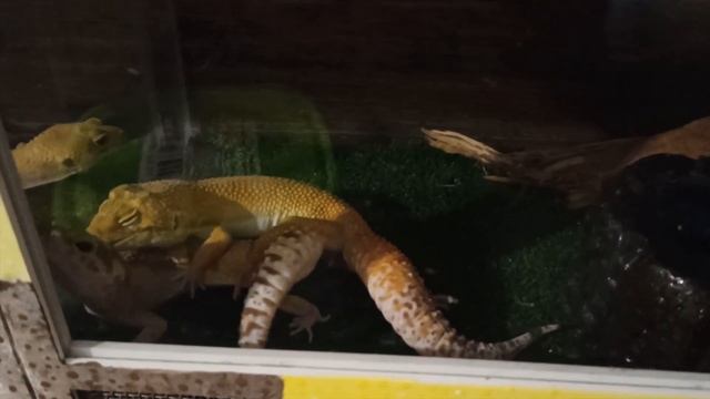 ВЕСЬ ПРОЦЕСС РАЗВЕДЕНИЯ ЭУБЛЕФАРОВ. РАЗМНОЖЕНИЕ ЭУБЛЕФАРОВ смотреть онлайн