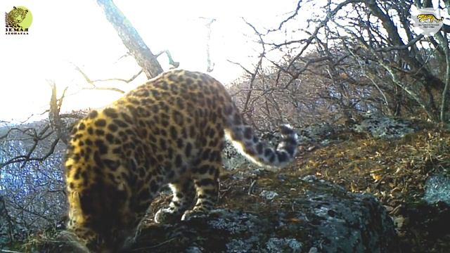 Краснокнижное семейство национального парка пополнилось новым леопардом смотреть онлайн
