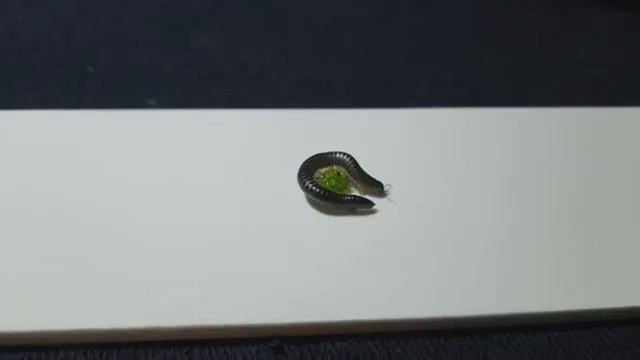 МНОГОНОЖКА . КИВСЯК СЕРЫЙ. Rossiulus kessleri