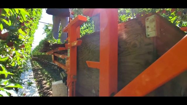 These apple trees look amazing---- NEW AGRICULTURE TO HARVES смотреть онлайн