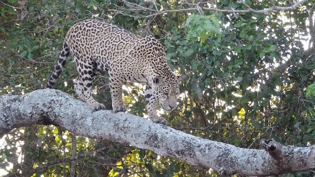 Jaguar Stalking Caiman from a Tree смотреть онлайн