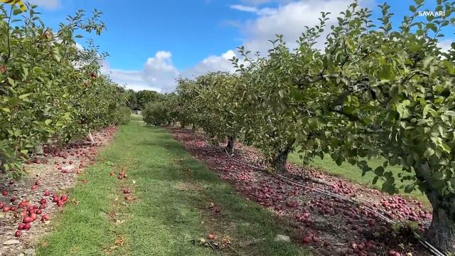 ലാഭം കൊയ്യുന്ന കോർപ്പറേറ്റ് ഫാമുകൾ | apple, grapes farms with different marketing strategy. смотреть онлайн