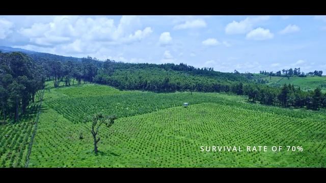 This Is Ethiopia's  Ethiopian Green Legacy