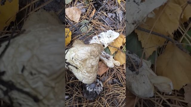 Еще раз о бледной поганке. смотреть онлайн