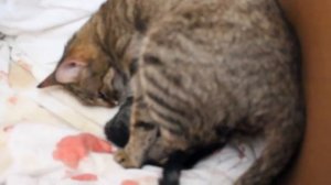 Кошка рожает