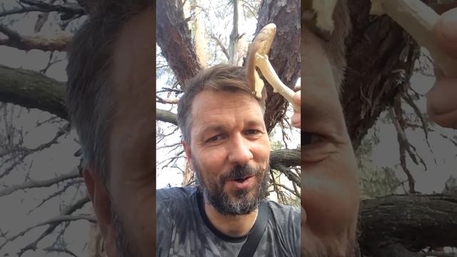 Шикарный королевский мухомор. Телеграмм @Muhomar https://t.me/Muhomar смотреть онлайн