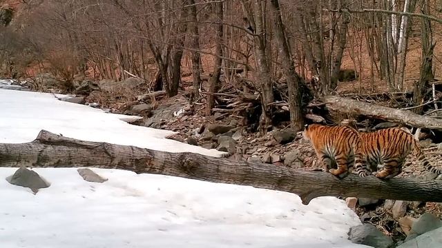 Новый выводок самой знаменитой тигрицы смотреть онлайн