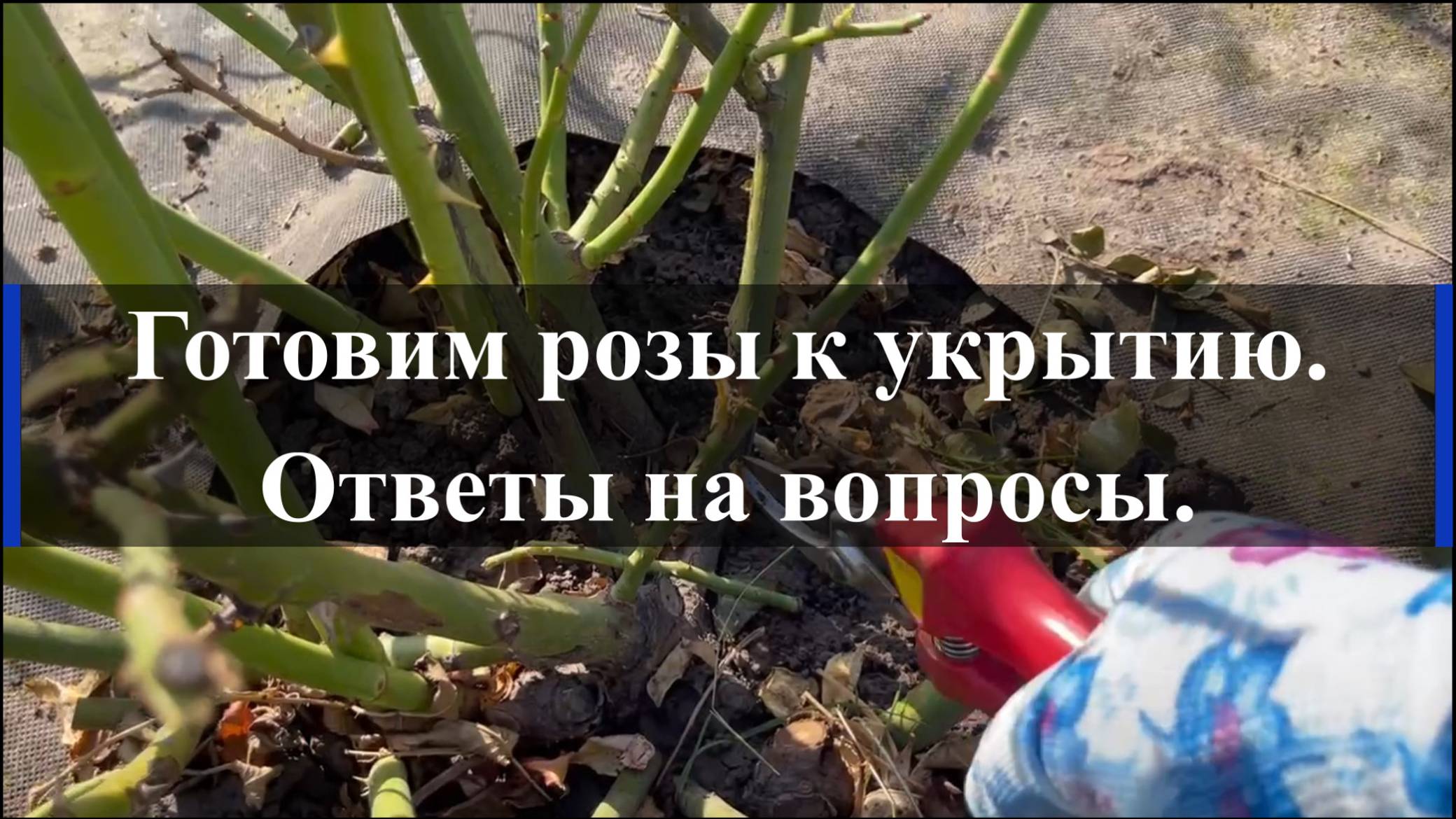 Готовим розы к укрытию. Ответы на вопросы. смотреть онлайн