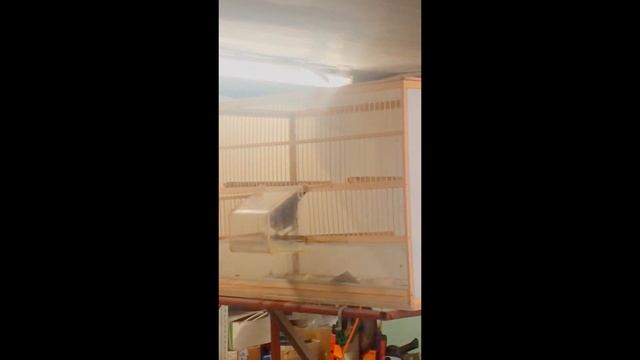 видео друзей смотреть онлайн