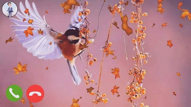 🐦 Bird Ringtone | New Mobile Ringtone | Sad Ringtone | New Instrumental Ringtone 2020 |SMR Ringtone смотреть онлайн